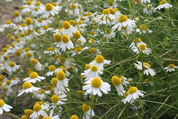 Camomille Matricaire