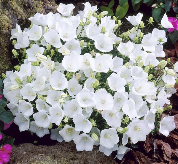 Campanule White