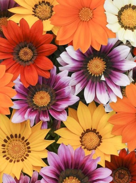 Catananche Amor Blue