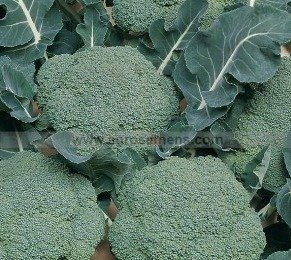 Chou brocolis Belstar