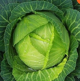 Chou cabus Amager Lav