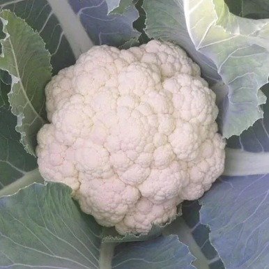 Chou-Fleur Neckarperle