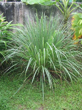Citronnelle de Madagascar