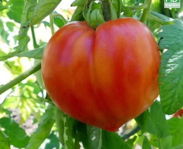Cœur de Bœuf Rouge