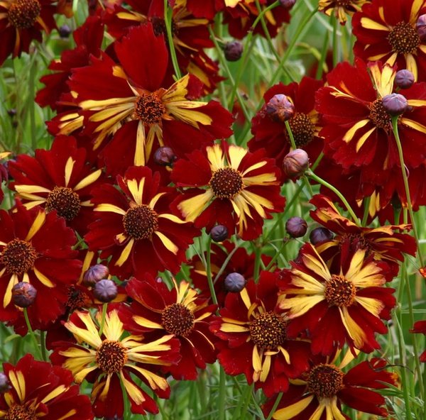 Coreopsis Roulette