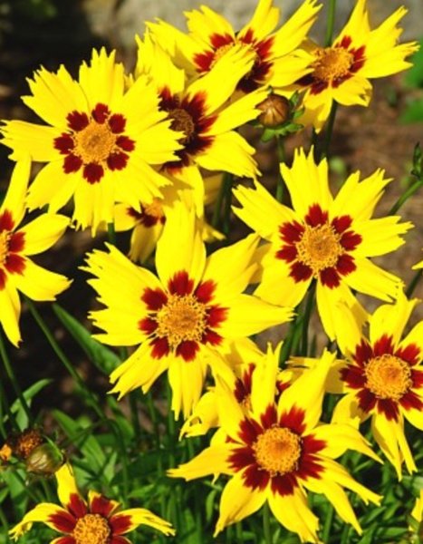 Coreopsis Sunkiss
