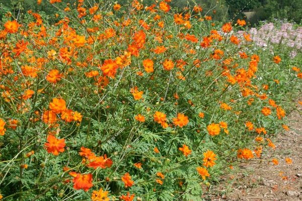 Cosmos Orange
