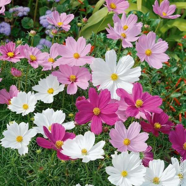 Cosmos Rose et Blanc
