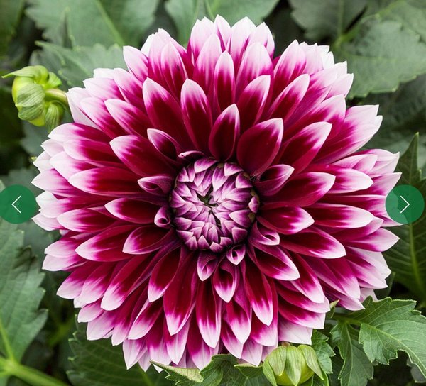 Dahlia Cancun