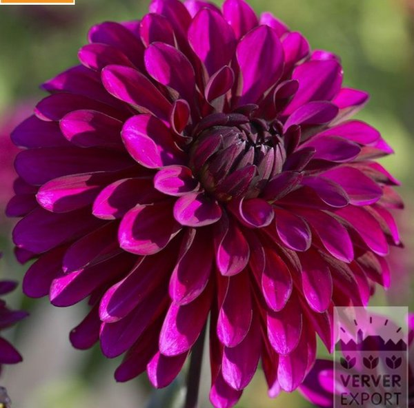 Dahlia Purple