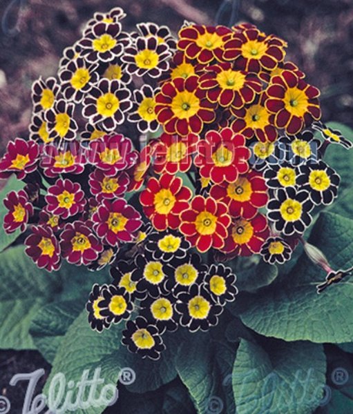 Échinacée Tennesseensis