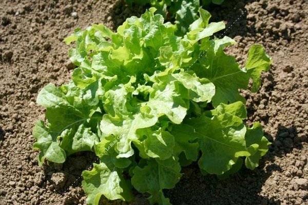 Feuille de Chêne Blonde