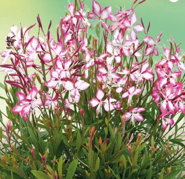 Gaura Rose et Blanc