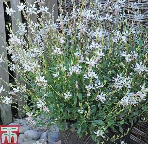 Gaura Sparkle White