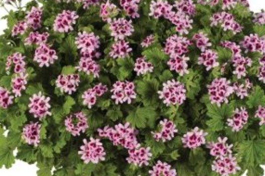 Géranium Orange Fizz