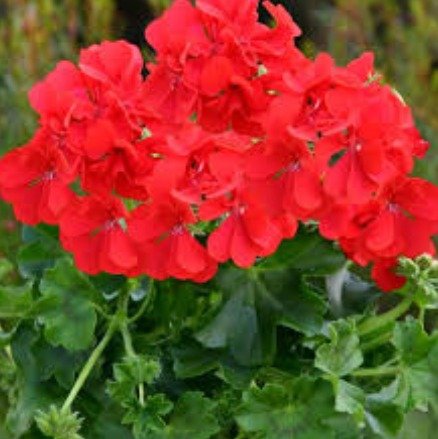 Géranium Rouge