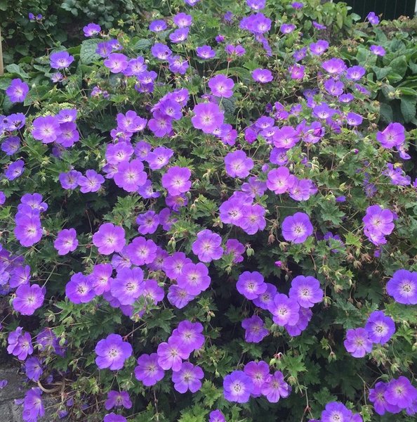 Géranium Rozanne Bleu