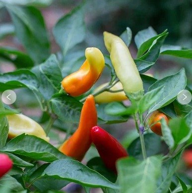 Hungarian Hot Wax