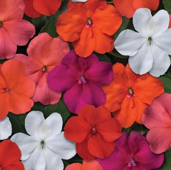 Impatiens