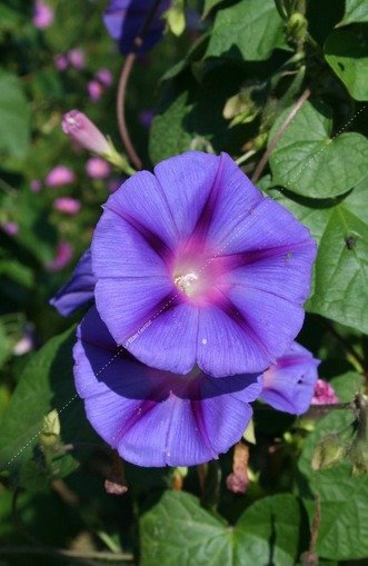 Ipomée Tricolor