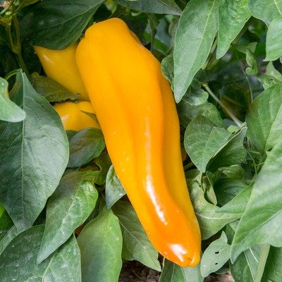 Italian Yellow Marconi