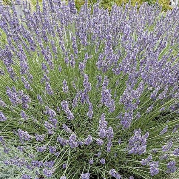 Lavande Vraie