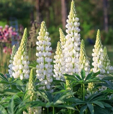 Lupin Blanc
