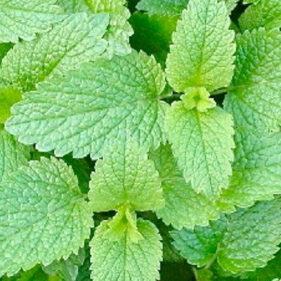Mélisse Officinale