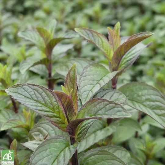 Menthe Poivrée