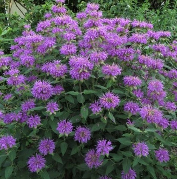 Monarde Fistulosa Bergamote