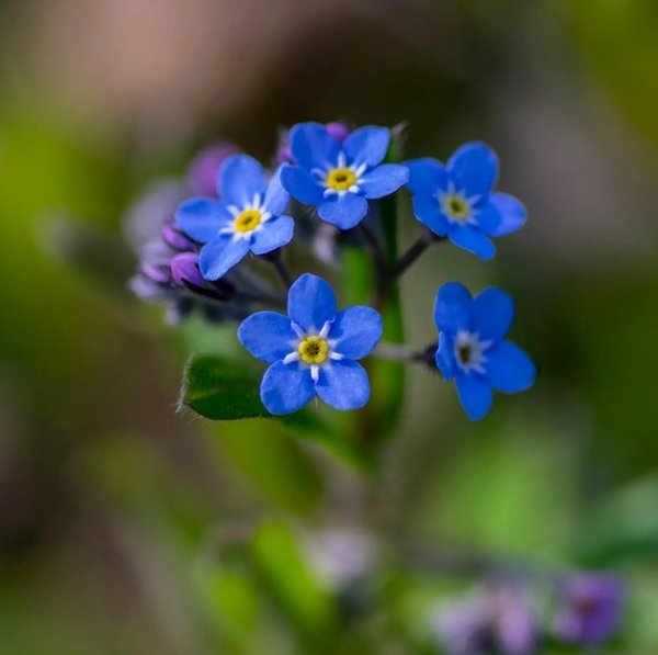 Myosotis