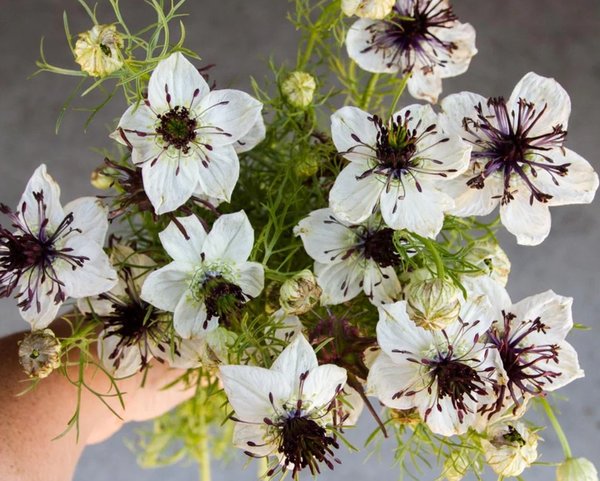 Nigelle African Bride