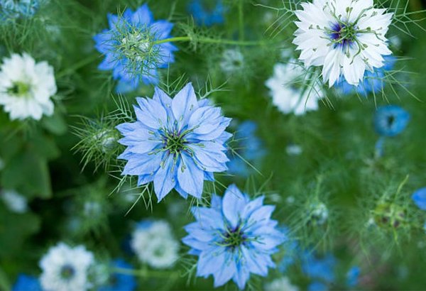 Nigelle de Damas