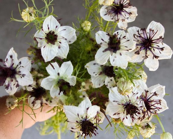 Nigelle Papillona African Bride