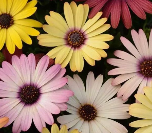 Osteospermum Grand Canyon