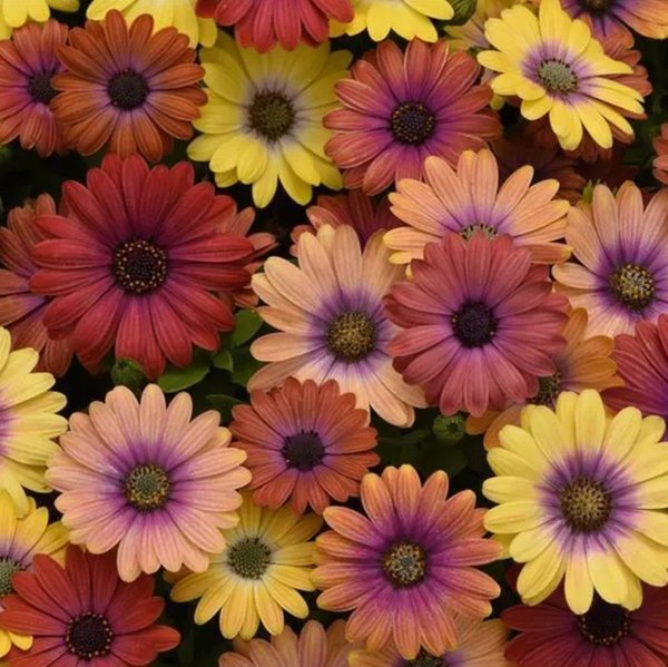 Osteospermum Hawaii Sunset