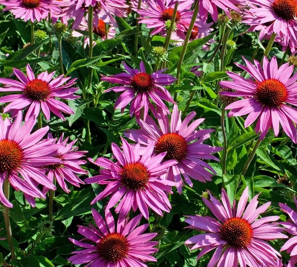 Pétunia Raspberry Star