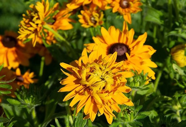 Phlox Cherry Caramel