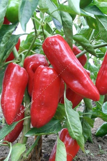 Poivron doux d'Espagne