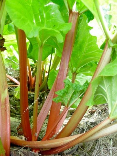 Rhubarbe Victoria