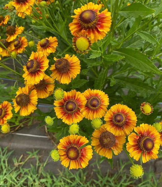 Rudbeckia goldi lock