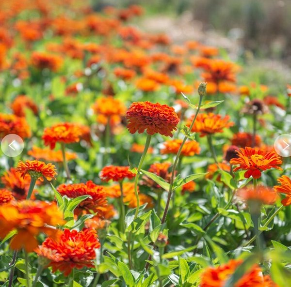 Zinnia